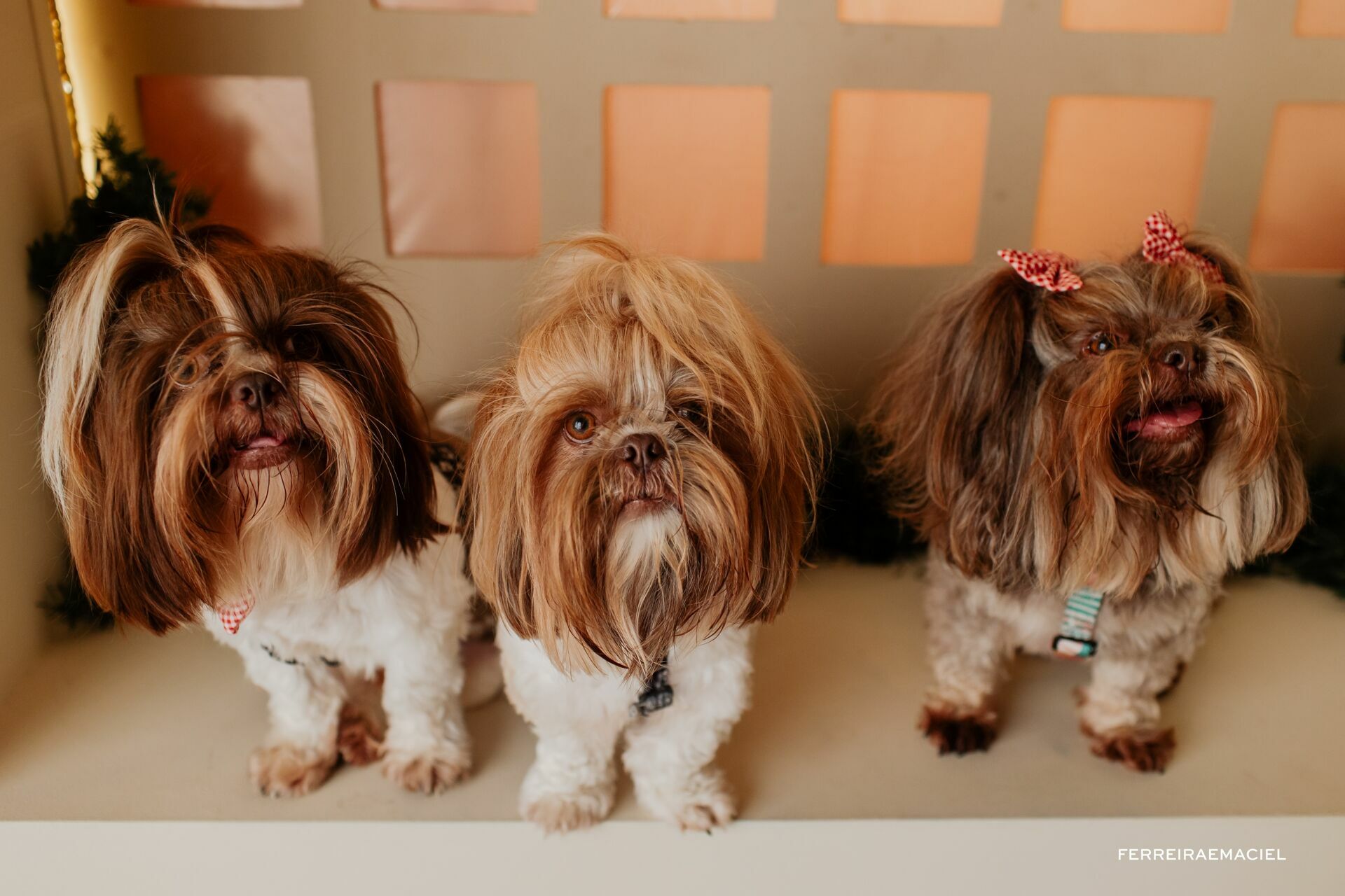 Foto Destinatário Papai Noel - Especial de Natal 2025 - Fotógrafo de estúdio em Araranguá - Cenário temático para fotografar - Araranguá - SC Foto Destinatário Papai Noel - Especial de Natal 2025 - Fotógrafo de estúdio em Araranguá - Cenário temático para fotografar - Araranguá - SC - Imagem 19