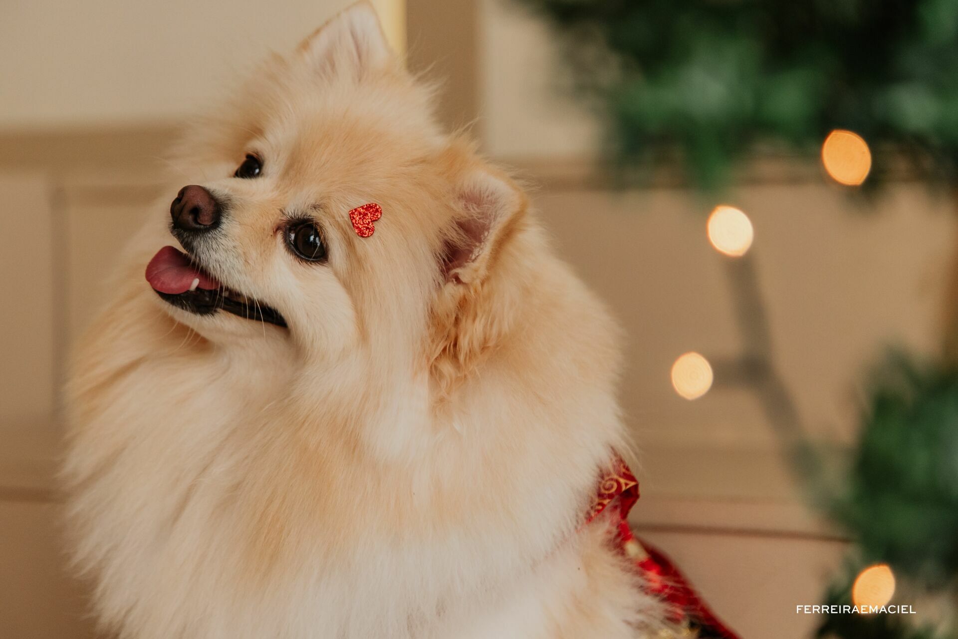 Foto Destinatário Papai Noel - Especial de Natal 2025 - Fotógrafo de estúdio em Araranguá - Cenário temático para fotografar - Araranguá - SC Foto Destinatário Papai Noel - Especial de Natal 2025 - Fotógrafo de estúdio em Araranguá - Cenário temático para fotografar - Araranguá - SC - Imagem 257