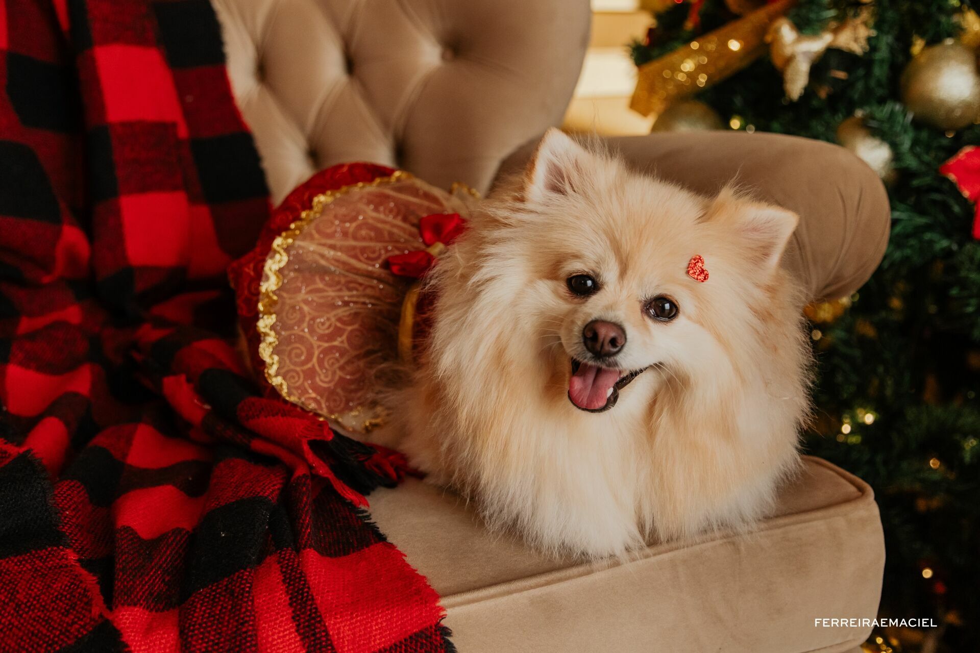 Foto Destinatário Papai Noel - Especial de Natal 2025 - Fotógrafo de estúdio em Araranguá - Cenário temático para fotografar - Araranguá - SC Foto Destinatário Papai Noel - Especial de Natal 2025 - Fotógrafo de estúdio em Araranguá - Cenário temático para fotografar - Araranguá - SC - Imagem 253