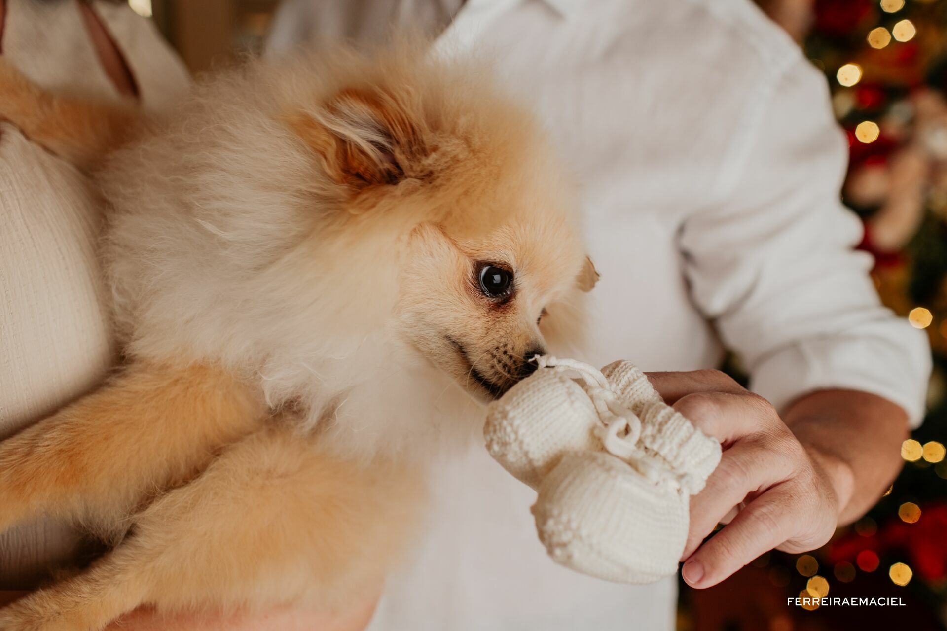 Foto Destinatário Papai Noel - Especial de Natal 2025 - Fotógrafo de estúdio em Araranguá - Cenário temático para fotografar - Araranguá - SC Foto Destinatário Papai Noel - Especial de Natal 2025 - Fotógrafo de estúdio em Araranguá - Cenário temático para fotografar - Araranguá - SC - Imagem 273