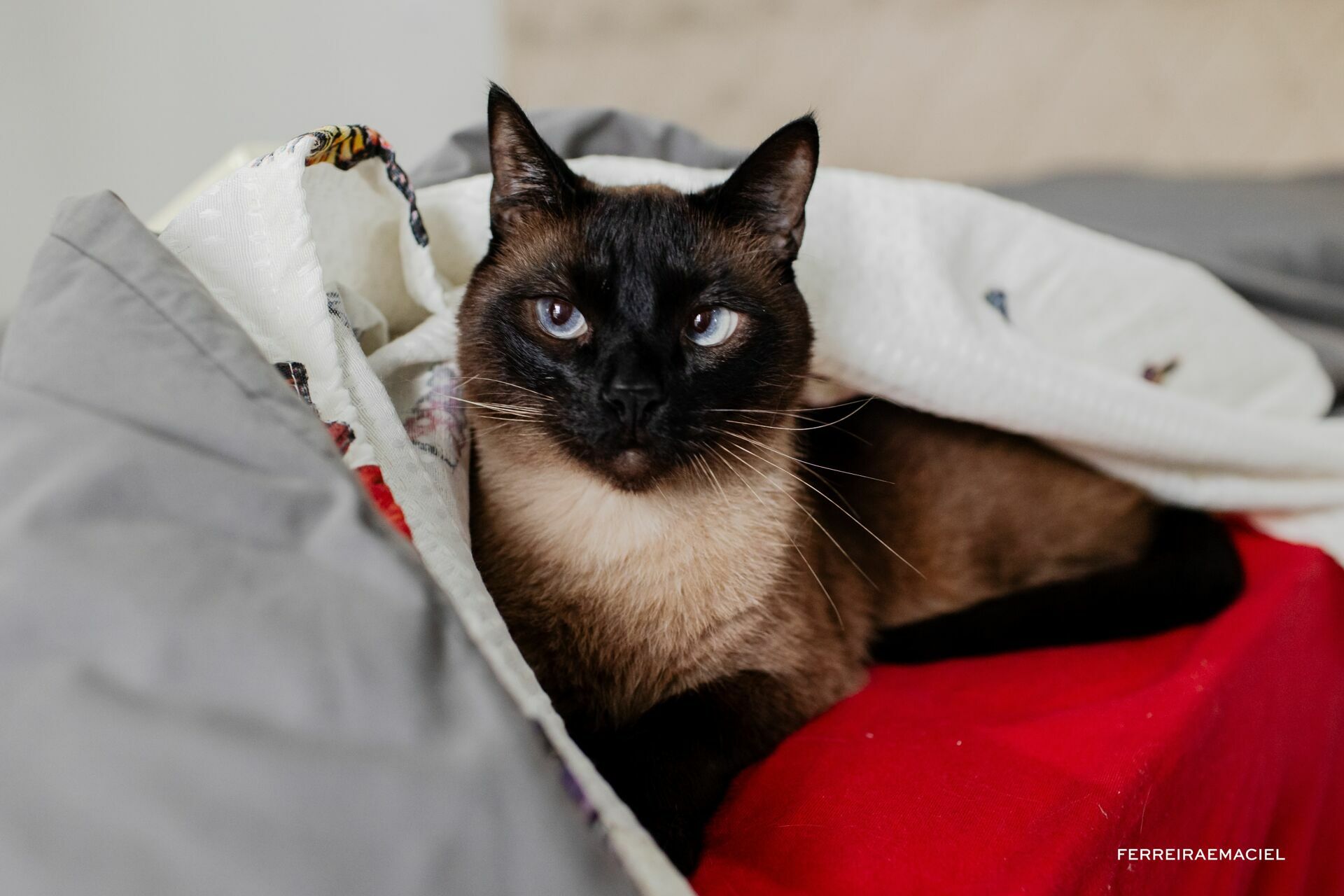 Foto Alexia e Enzo - Imagem 5