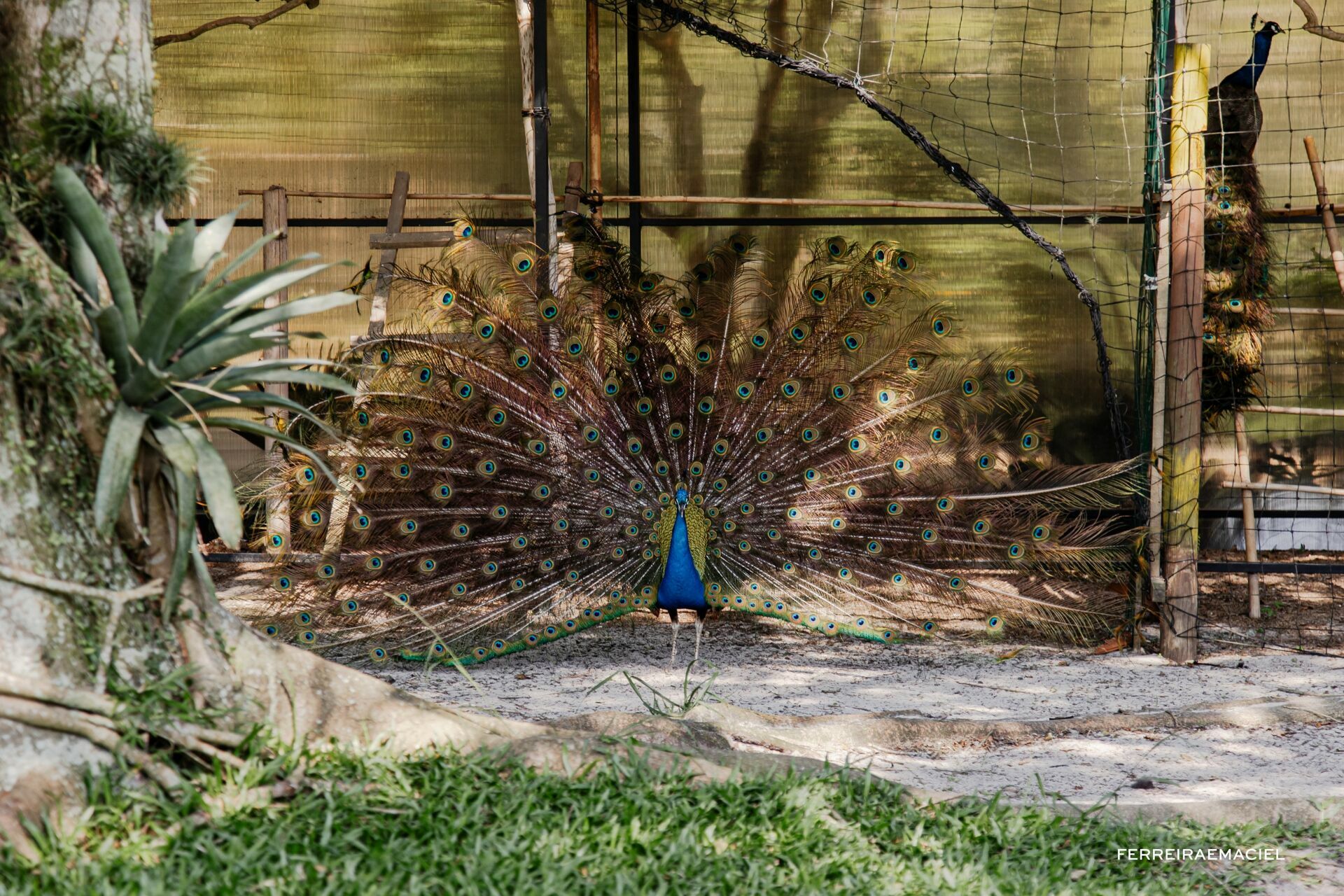 Foto Cuca e Karol Foto Cuca e Karol - Imagem 55